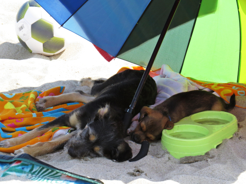 dogs resting