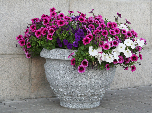flowers in a large vase