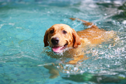 9 Tips for Pet Safety